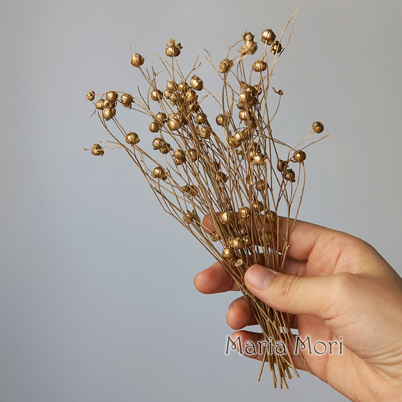 5g Preserved Flax Bean Natural - Dried Flower Bulk 评论和价格