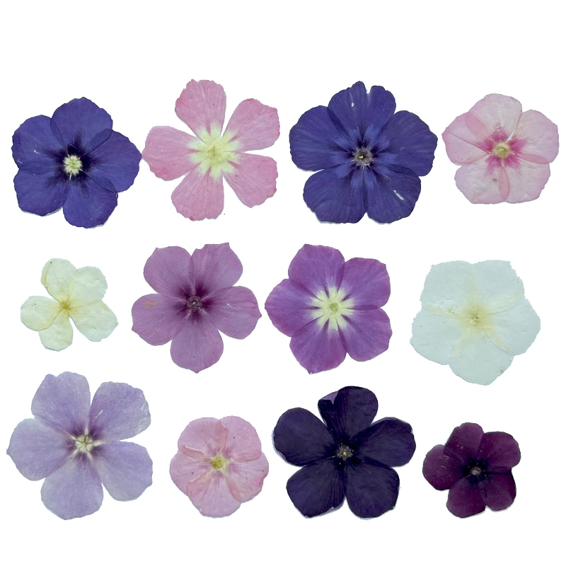 12pcs,Semi-Transparent Niche P - Resin Craft Ideas 评论和价格